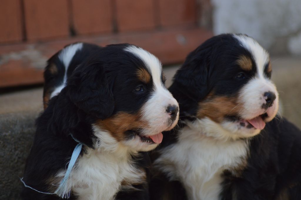 Chiot Bouvier Bernois Des Terres De Bagherra