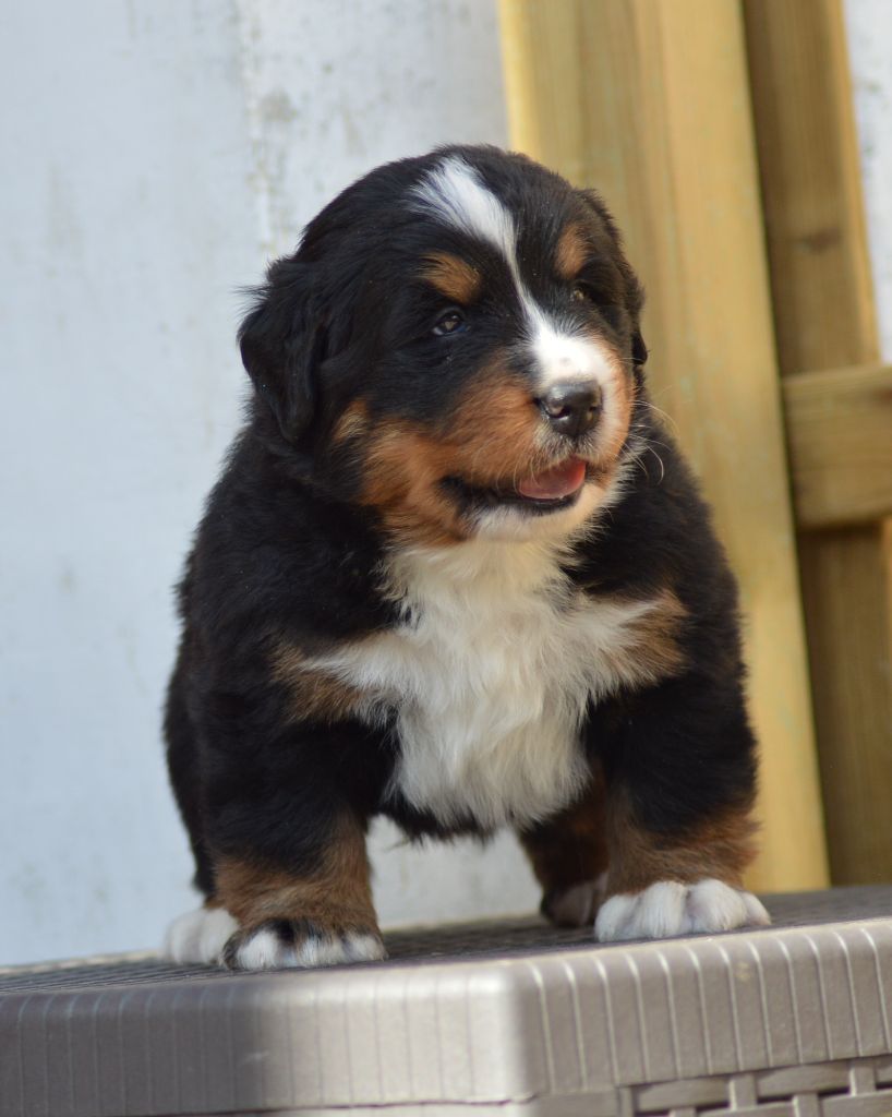 Des Terres De Bagherra - Chiots disponibles - Bouvier Bernois