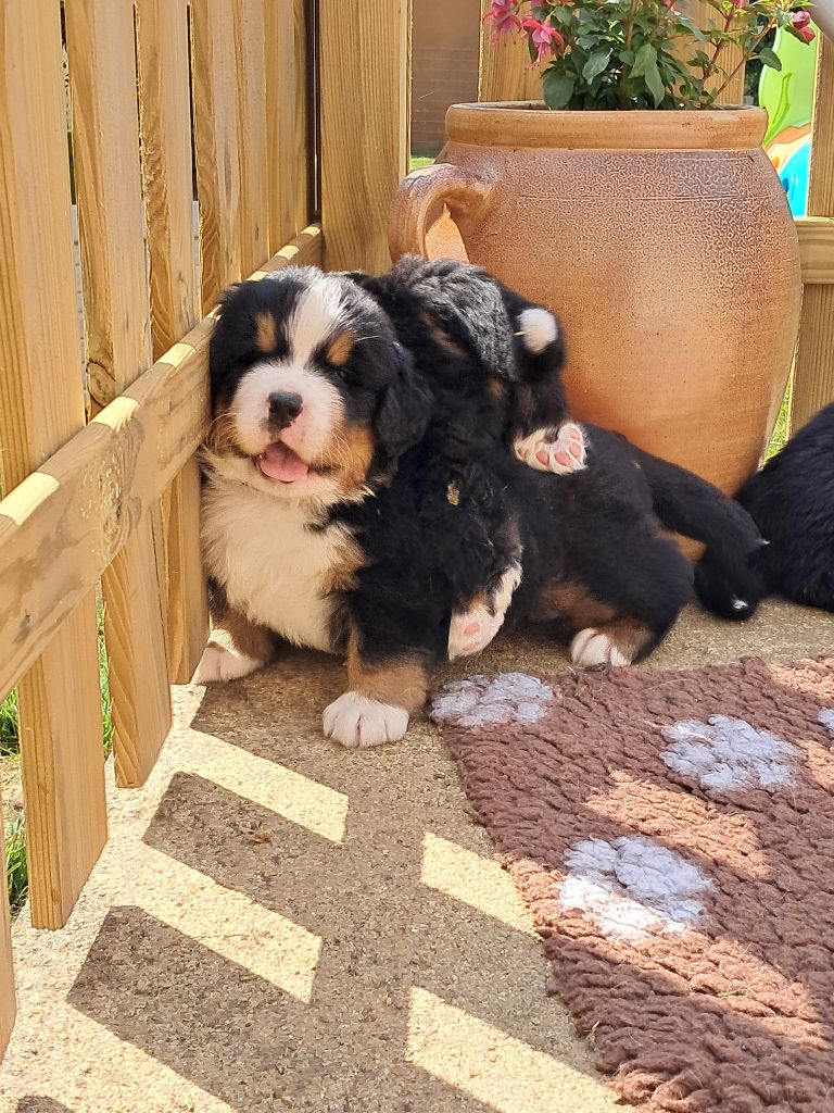 Des Terres De Bagherra - Chiots disponibles - Bouvier Bernois
