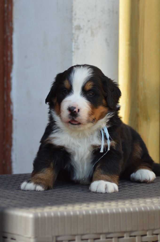 Des Terres De Bagherra - Chiots disponibles - Bouvier Bernois