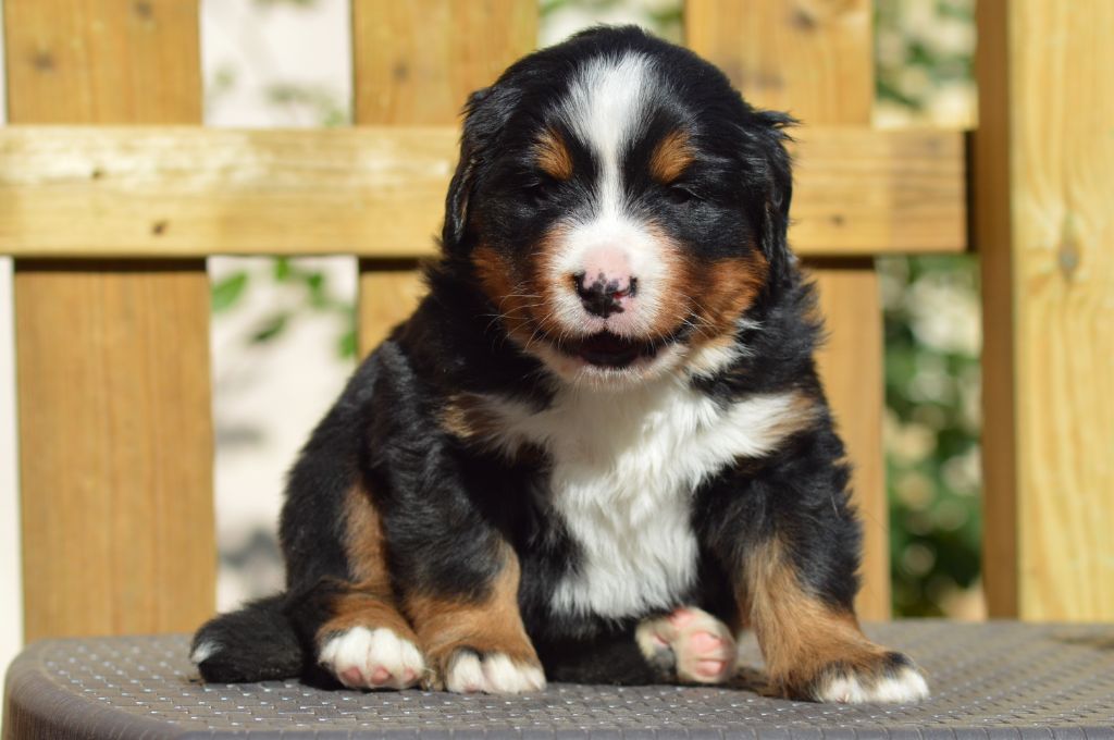 Des Terres De Bagherra - Chiots disponibles - Bouvier Bernois